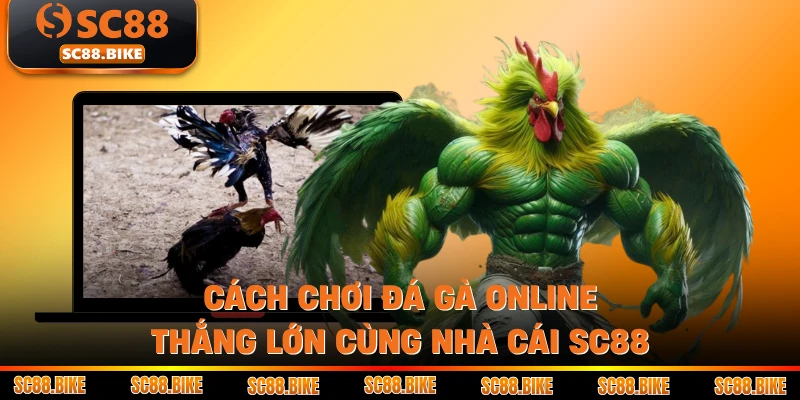 Cách Chơi Đá Gà Online Thắng Lớn Cùng Nhà Cái SC88