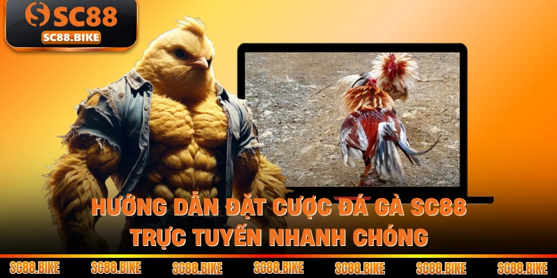 Hướng dẫn đặt cược Đá gà SC88 trực tuyến nhanh chóng